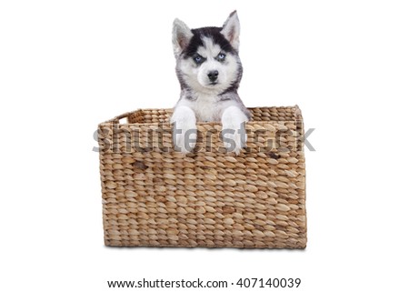Picture of a funny siberian husky puppy sitting inside the wooden basket in the studio, isolated on white background