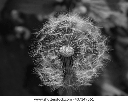 Dandelion on a black and white picture