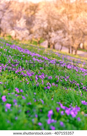 Spring background with sweet violet (Viola odorata) flowers in fresh green grass in the foreground, with blooming trees in the back. Portrait format.
