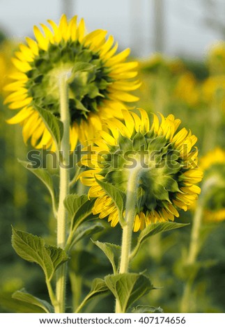 Nature Sunflower in Thailand.