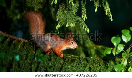 European red squirrel perched on a tree branch