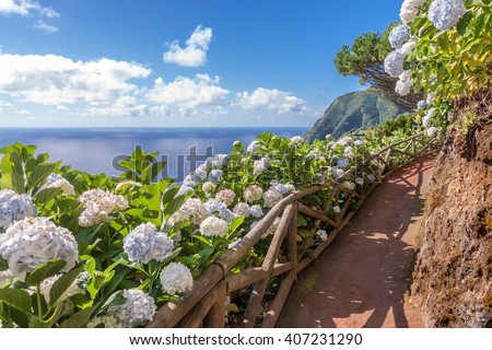 Coastal path with hydrangea in Sao Miguel, Azores Islands Royalty-Free Stock Photo #407231290