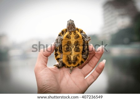 Take care of turtle