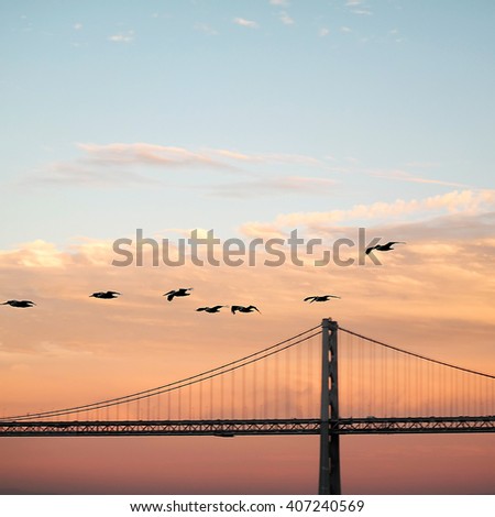 Bridge and Birds