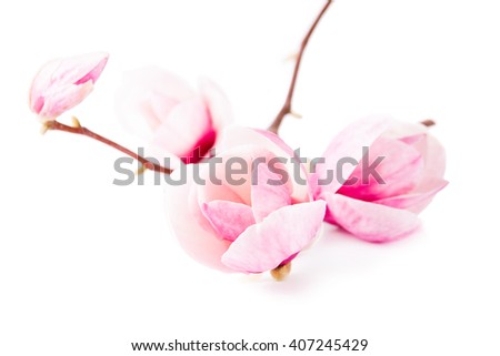 spring magnolia blossoms on white background