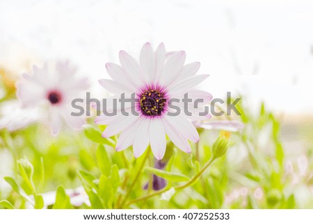 Soft and white daisy flower with white background