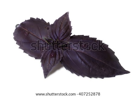 Purple Basil leaves with few droplets. Clipping paths for both leaves and shadow, infinite depth of field