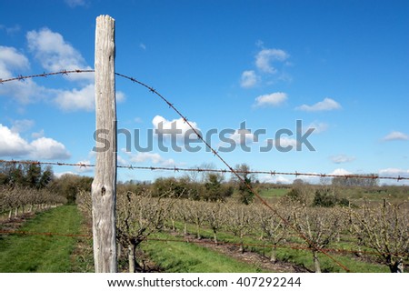 Rusty barbed wire fence around an orchard. The fence post is positioned to the left of the picture.