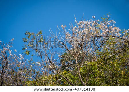 white flower on tree in natural park