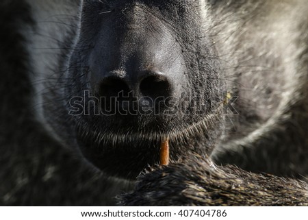 Dominant male baboon eating water lily shoot