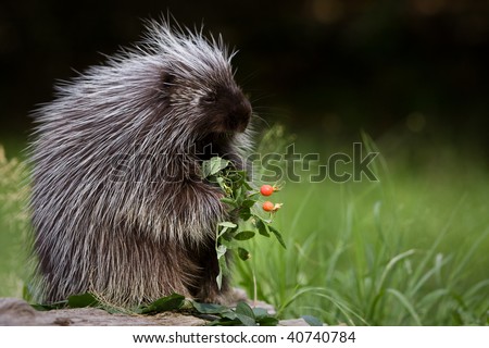 Porcupine eating berries.