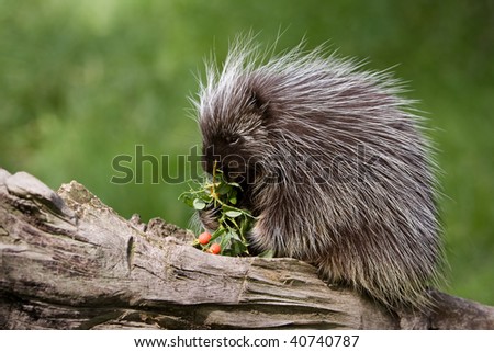 Porcupine on a log eating berries