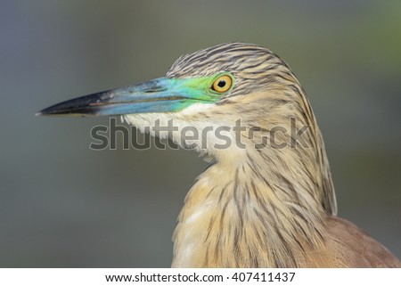 Portrait of squacco heron head with breeding plumage, South Africa
