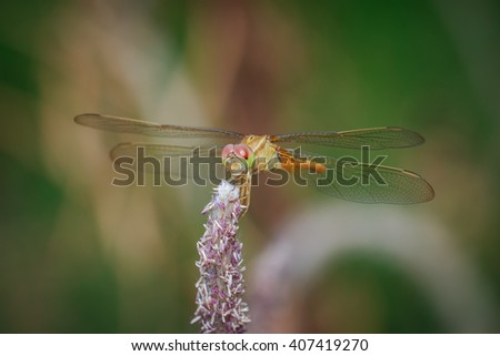 Dragonfly, Macro dragonfly, dragonfly , insect, animal, nature,macro,bug.