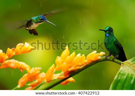 Two hummingbirds, Empress Brilliant, Heliodoxa imperatrix and Andean Emerald, Amazilia franciae fighting for nectar from orange flower. Hummingbirds against green background. Montezuma, Colombia.