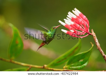 Rufous-tailed hummingbird, Amazilia tzacatl hovering over cluster of red and white flowers of tropical plant Psammisia sp.. Green hummingbird feeding on nectar, Bellavista Cloud Forest, Ecuador
