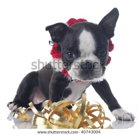Boston terrier puppy wearing a Christmas collar, playing with ribbons.