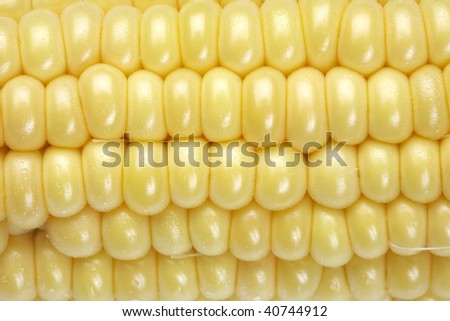 Close up shot of fresh corn.