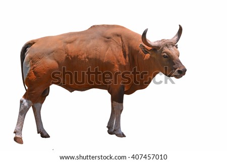 Banteng or Red Bull isolated on white background Royalty-Free Stock Photo #407457010