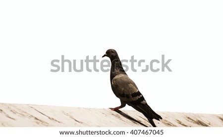 Pigeon caught on cement wall isolated on white background