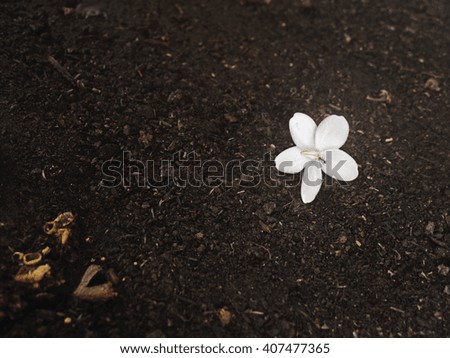 White flowers fall on the ground with ants to eat the sweet pollen.