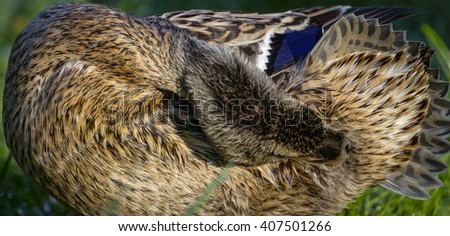 Detail of female mallard duck preening on bank  