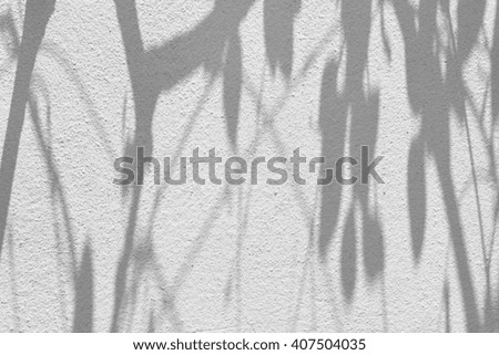 shadow of leaf tree on wall