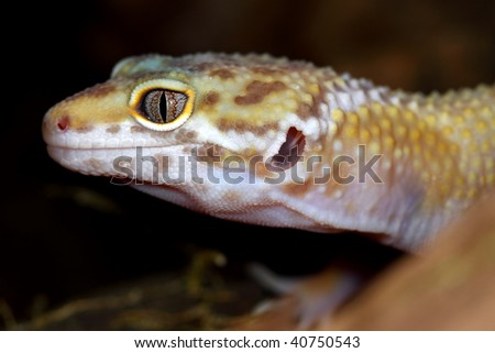a picture of a little leopard gecko