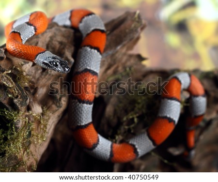 a picture of a beautiful coral snake