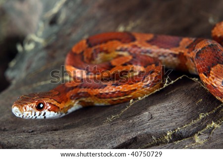 a picture of a beautiful corn snake