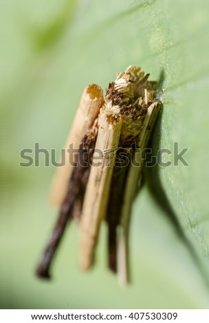 Common Sweep moth  (Psyche casta) larva 