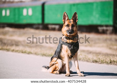 Brown German Sheepdog Sitting On Road In Sunny Day Royalty-Free Stock Photo #407534428