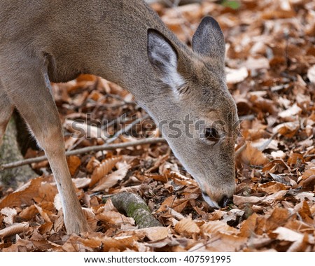 Beautiful photo of the cute wild deer in the forest