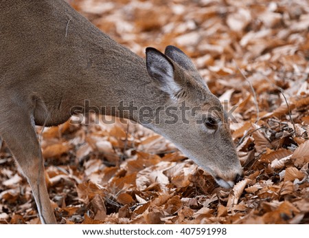 Beautiful photo of the cute wild deer eating the leaves