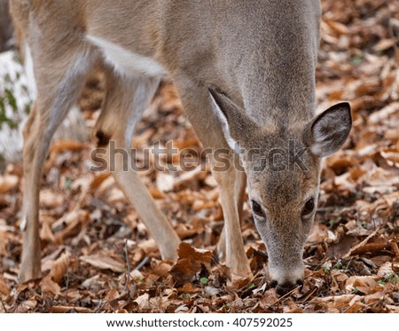 Beautiful background with the cute wild deer eating something in the forest