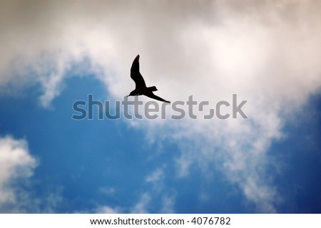 bird in the sky with clouds