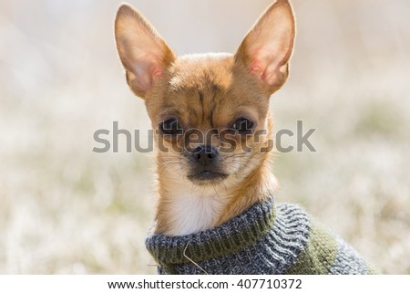 head shot of a young chihuahua dog wearing a green and blues striped wool sweater picture taken against the sunlight on a natural blurred light background