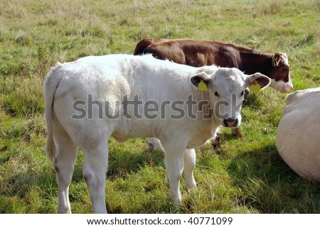 a calf in a meadow