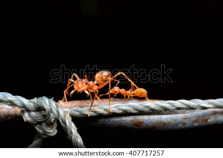 Ant walking on steel wire, Black background