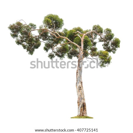 Green beautiful old and big eucalyptus tree with asymmetric crown isolated on white background Royalty-Free Stock Photo #407725141