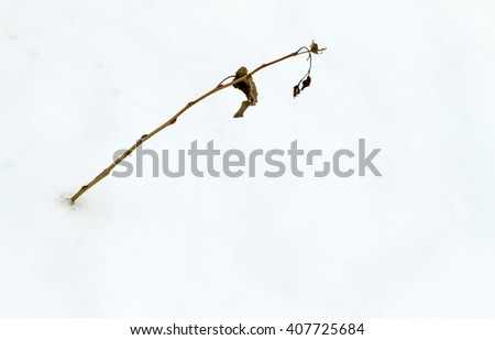 small branches of plants under the snow