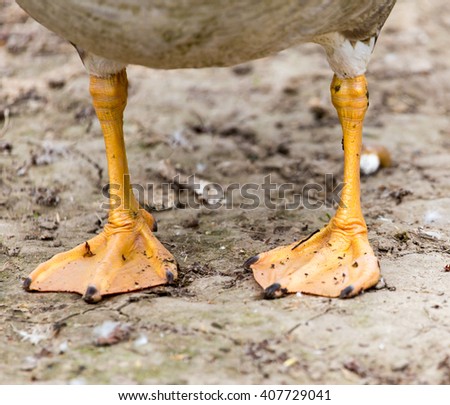 Duck legs on the ground in nature