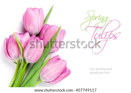 Fresh pink tulip flowers bouquet. Isolated on white background with copy space