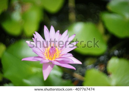 Lotus flowers ,natural,landscape