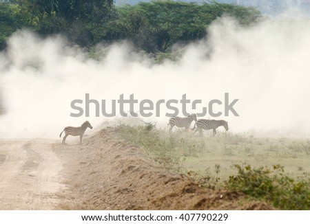 Zebras on dusty savannah road in Kenya
