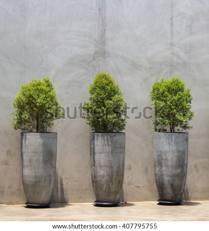 Pine tree seedlings on Bare plaster concrete wall