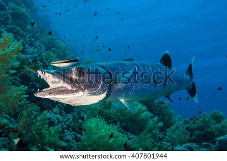 The Great Barracuda Royalty-Free Stock Photo #407801944