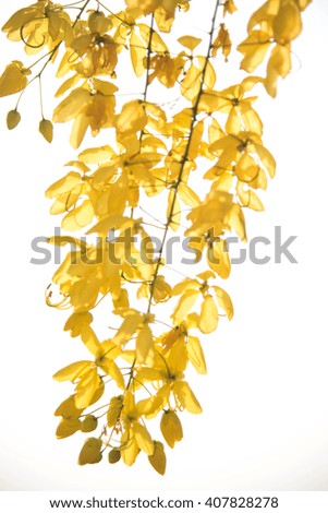Cassia fistula flower,Golden shower