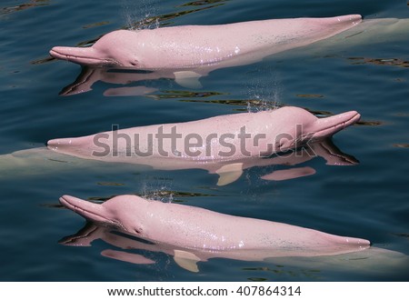 Masses family Pink Dolphin swimming in the sea.