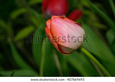 Selective soft focus soft orange colorful tulip 